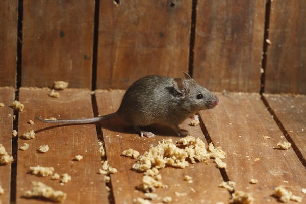 House Mouse Control