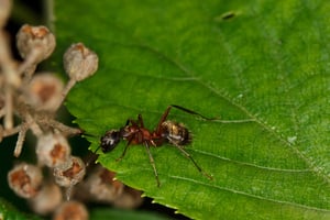 Rust Colored Carpenter Ants