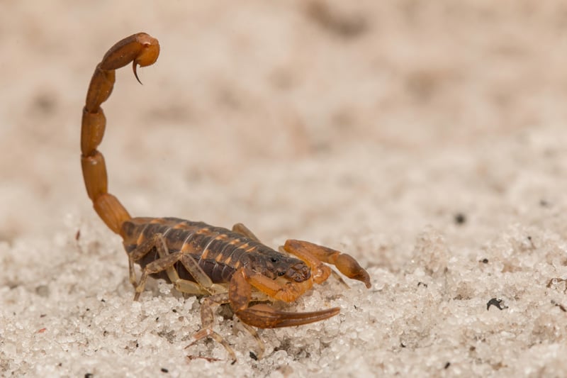 Scorpion On The Ground