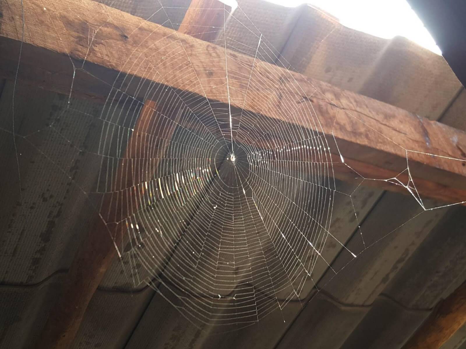 Spider Web