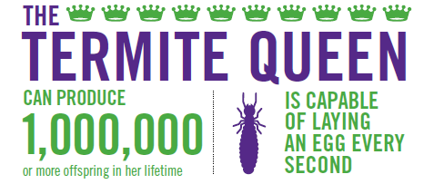 Termitequeen