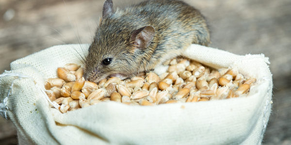rat finding food