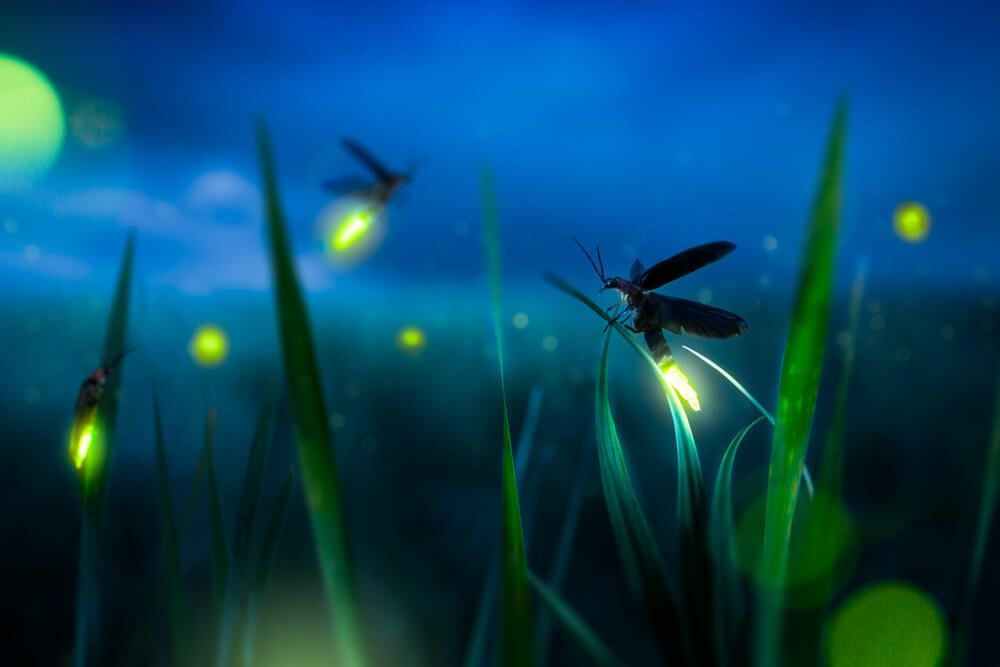 fireflies night