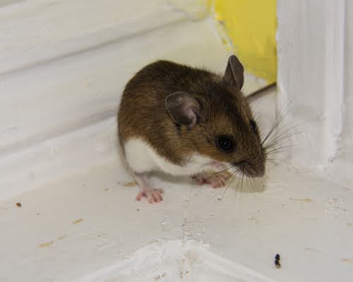Brown house mouse cornered on a dirty white windowsill.