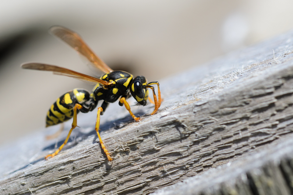 wasp identification