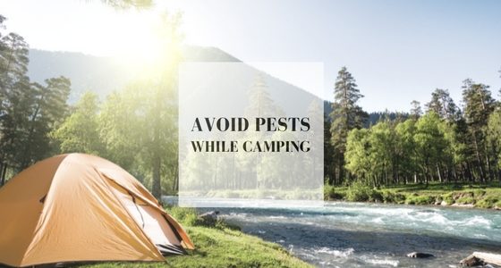 pests while camping