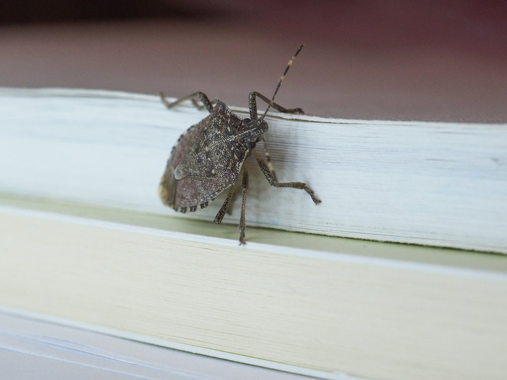 Close up of a stink bug crawling along a windowsill.