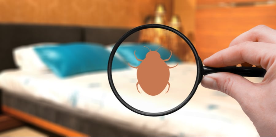 neighbor bed bugs