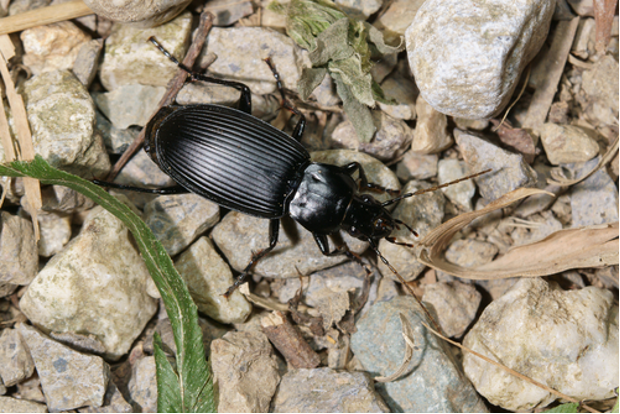 Ground beetle on top of rocks