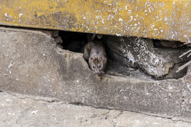 Rat coming out of crack in cement wall 