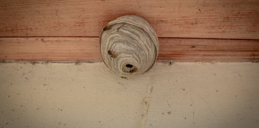 wasp nest