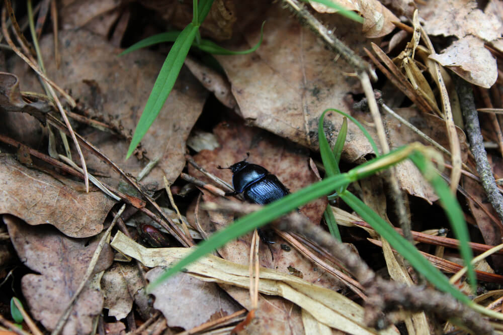 pests that love falling leaves