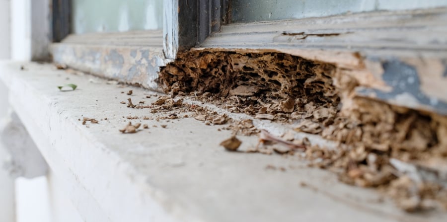 termite destruction