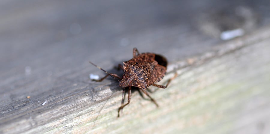 stink bug identification