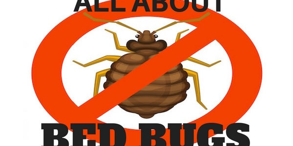 all about bed bugs
