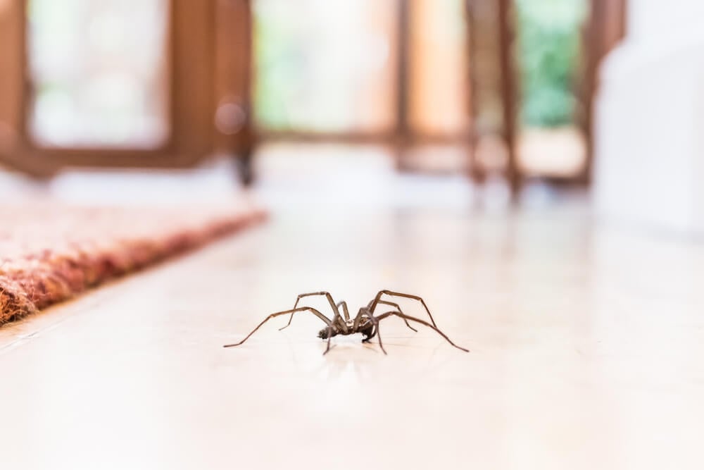 8 of the Weirdest Facts We Know About Spiders