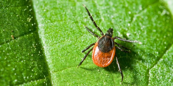 tick identification