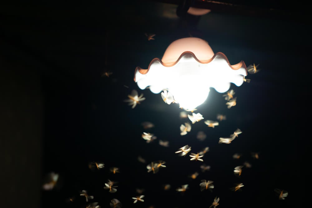 moths attracted to light