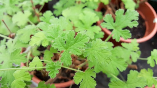 Citronella plants in pots. 