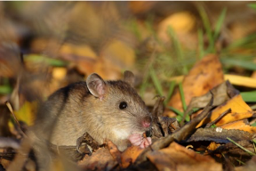 Close up of a mouse in fallen leaves.