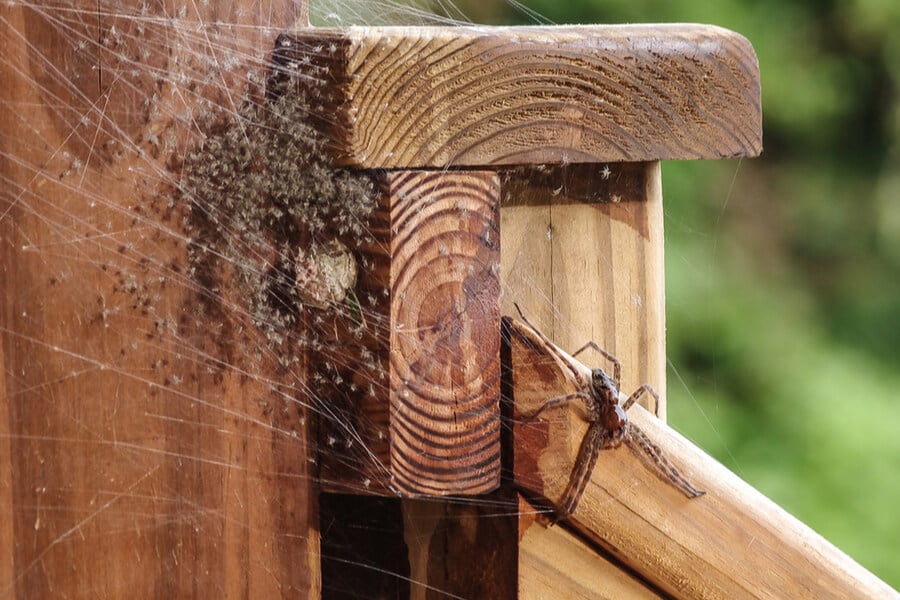 The Ridiculous Biology Behind Spider Webs