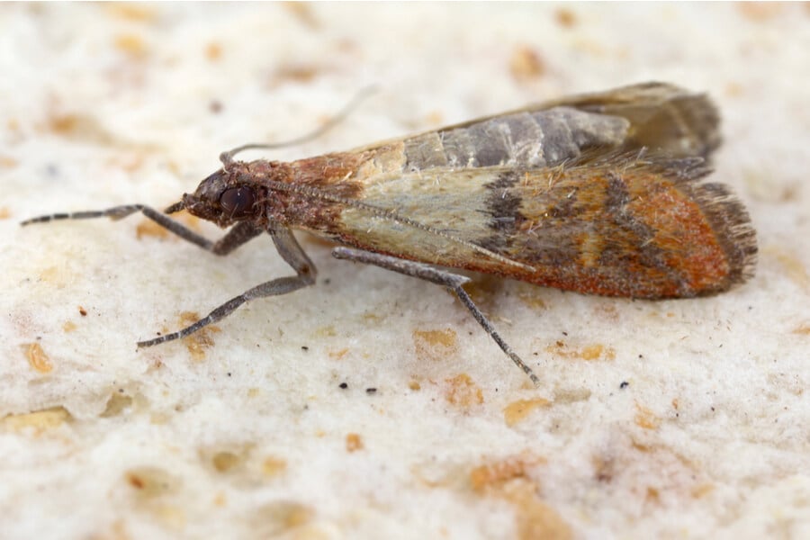 indian meal moth