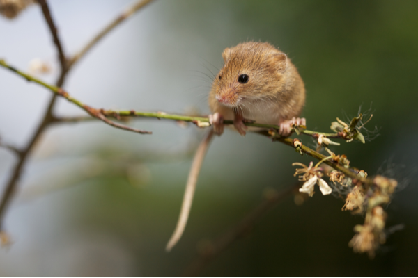 field mouse