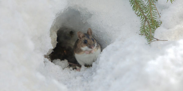 field mouse in winter