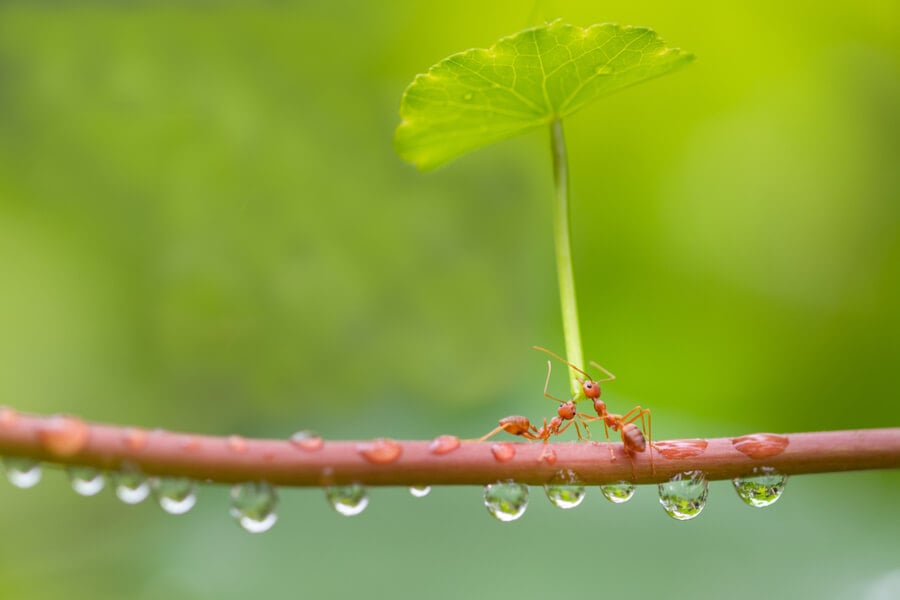 pests to watch for when it rains