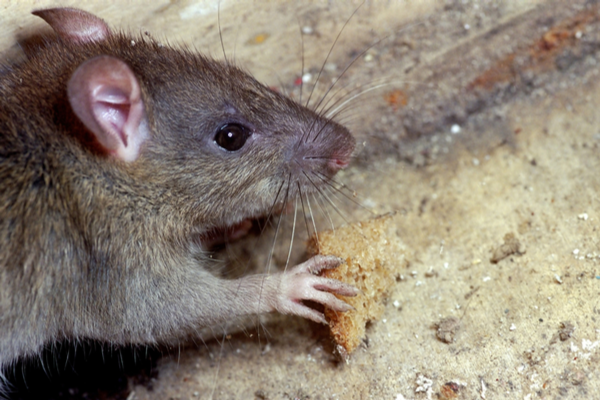 rat eating bread crumb