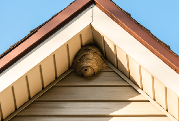 Gray paper wasp nest in corner of triangular roof attached to aluminum siding