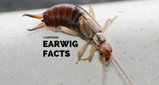 earwig facts