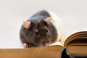 Rat sitting on a book