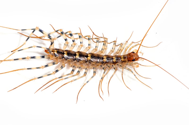 how to get rid of centipedes