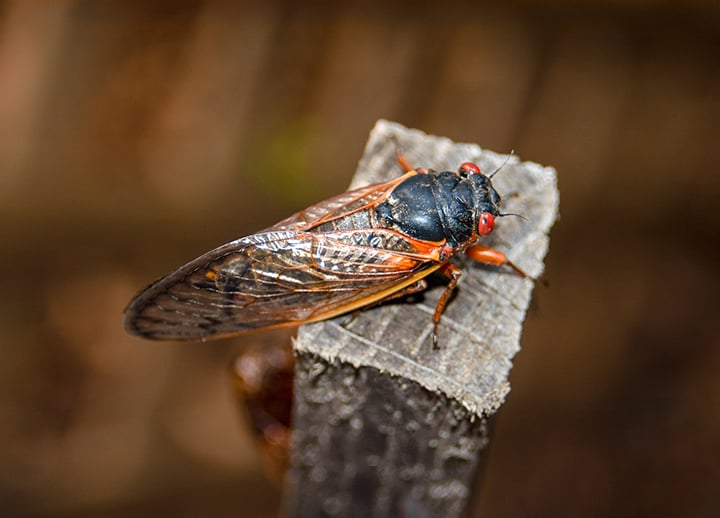 Cicada resting on a wood post