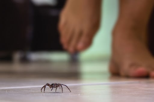 Someone walks past a house spider on the floor.