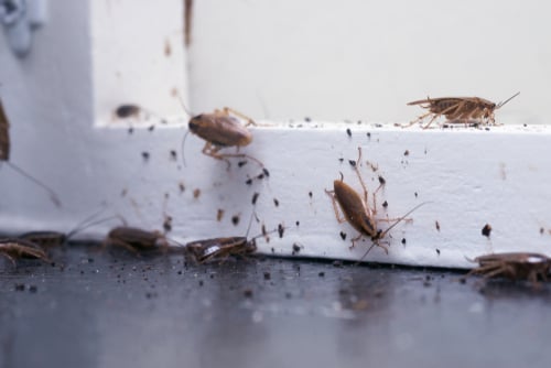 Large cockroach inside home on wood furniture 